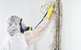 Best Black Mold Removal in Franklin, KY